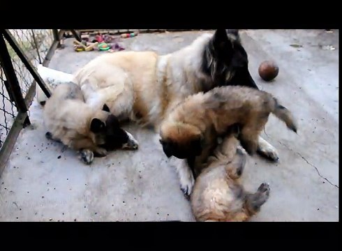 Jeux entre chiots bergers belges Tervueren - 5 semaines