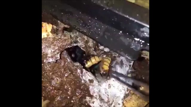 Il pense attraper un asticot, regardez ce qu'il tire de ce trou... Cauchemar