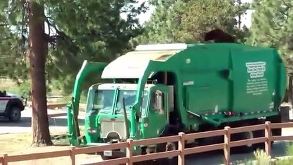 Cet ours se tappe une petite balade en camion poubelle