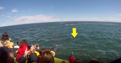 Tải video: Turistas são surpreendidos por baleia que surge junto ao barco... quando ninguém esperava!