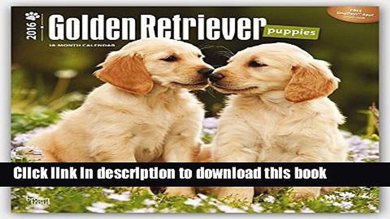 Books Golden Retriever Puppies 2016 Square 12x12 Free Download