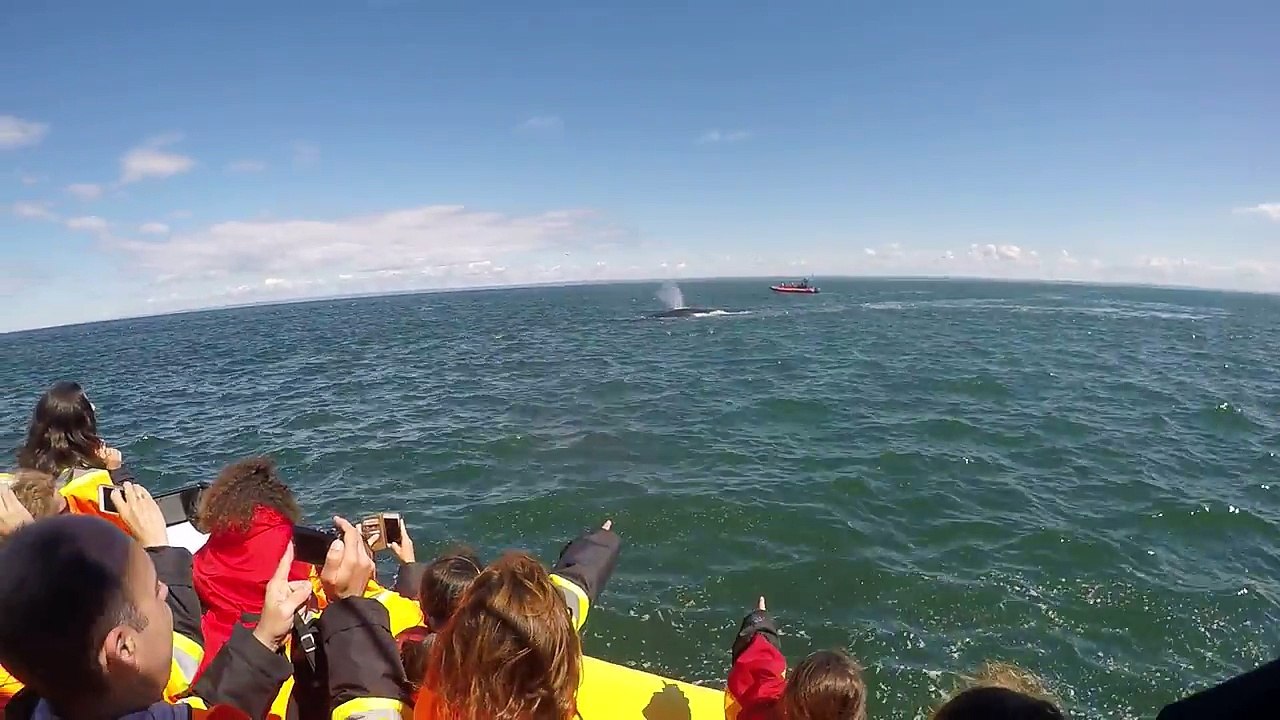 Une baleine passe sous un Zodiac de touristes