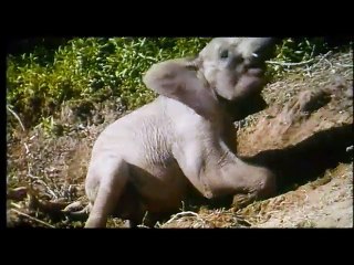 La Balade des éléphants