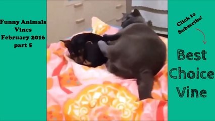 Funny Animals Vines February 2016 part 5   BestChoiceVine