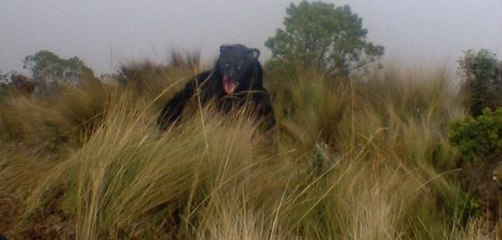 osa