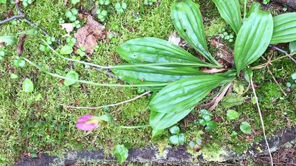 CINEPHONE 2016 : ISLE ROYALE NATIONAL PARK