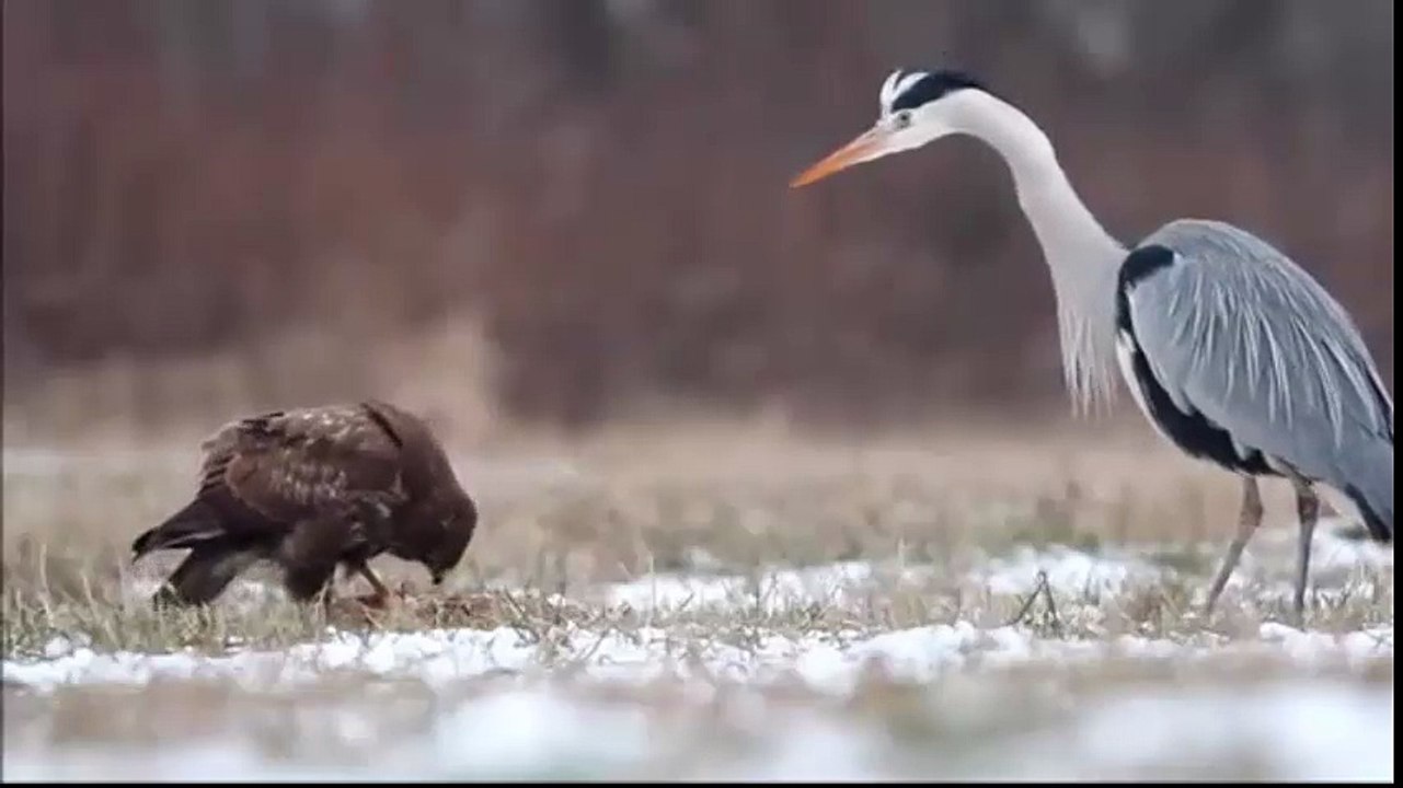 苍鹭与猎鹰！