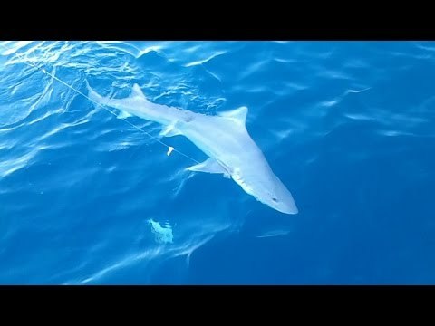 Angler Catches Gummy Shark by Its Dorsal Fin