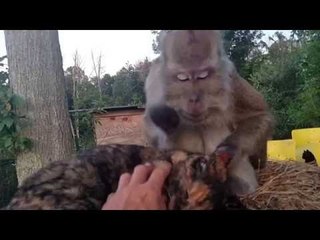 This Monkey Shows Everyone How to Groom a Cat