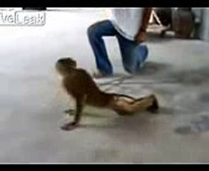 Monkey does his daily push-ups exercise HAHA! (MUST SEE!) - YouTube (1)