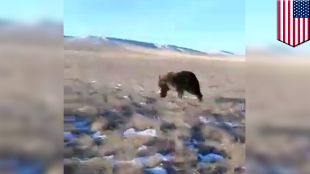 Animal abuse: Grizzly bear chased by Montana ranch hand Lawrence Kennedy in pickup truck - TomoNews