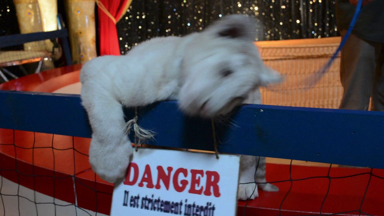 Les bébés tigres blancs de Rémy Demantes