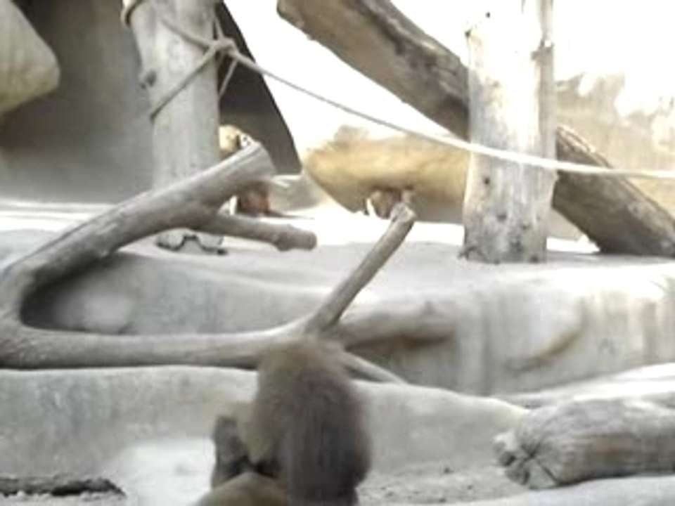 Zoo vincenne 071