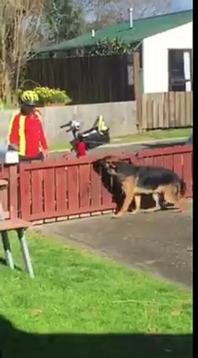 Ce chien berger Allemand fait la fête au facteur tous les jours ! Gros câlins ! Nouvelle-Zélande