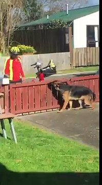 Ce chien berger Allemand fait la fête au facteur tous les jours ! Gros câlins ! Nouvelle-Zélande