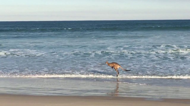 Un kangourou fait son footing sur la plage en Australie!