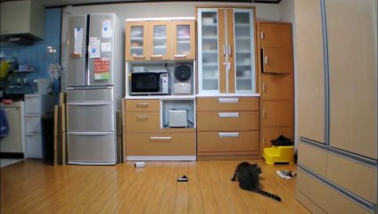 Un Chat Gardien de But : dingue