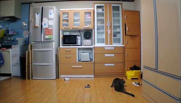 Un Chat Gardien de But : dingue