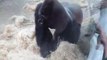 Ce gorille du zoo de Boston n'est pas content!!!