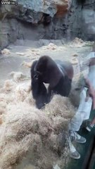 Ce gorille du zoo de Boston n'est pas content!!!