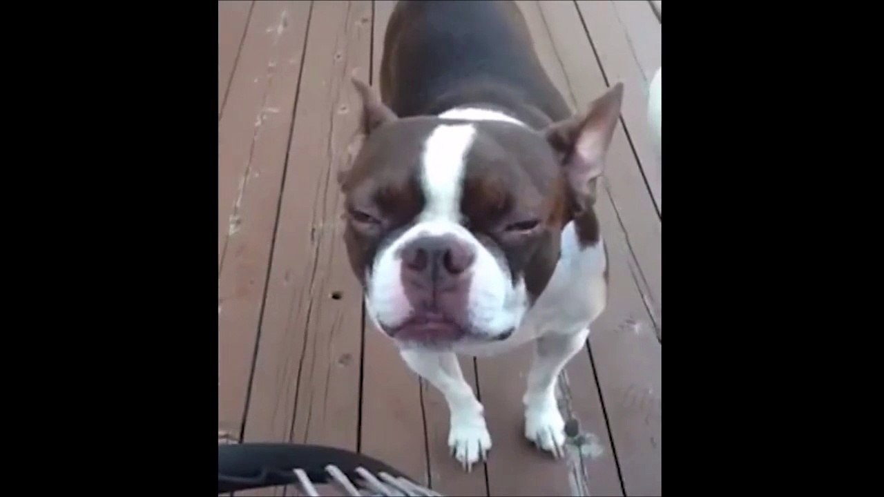 Ce chien fait des bruits tellement bizarres