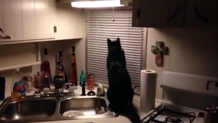 Ce chat essaie de chopper le papillon mais ça ne va pas se passer comme pévu