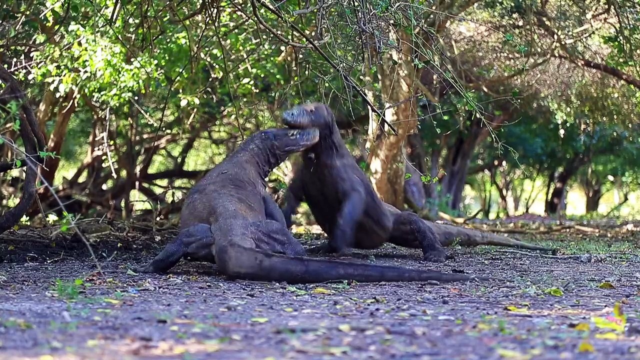 2 dragons de Komodo se battent!!! Flippant