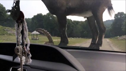Ce bouc a décidé d'emmerder les visiteurs du parc