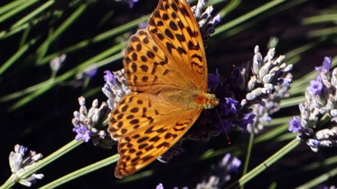 Papapillon
