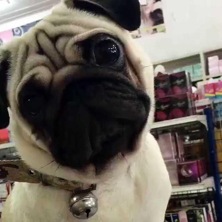 Funny animal  2016 - part 2