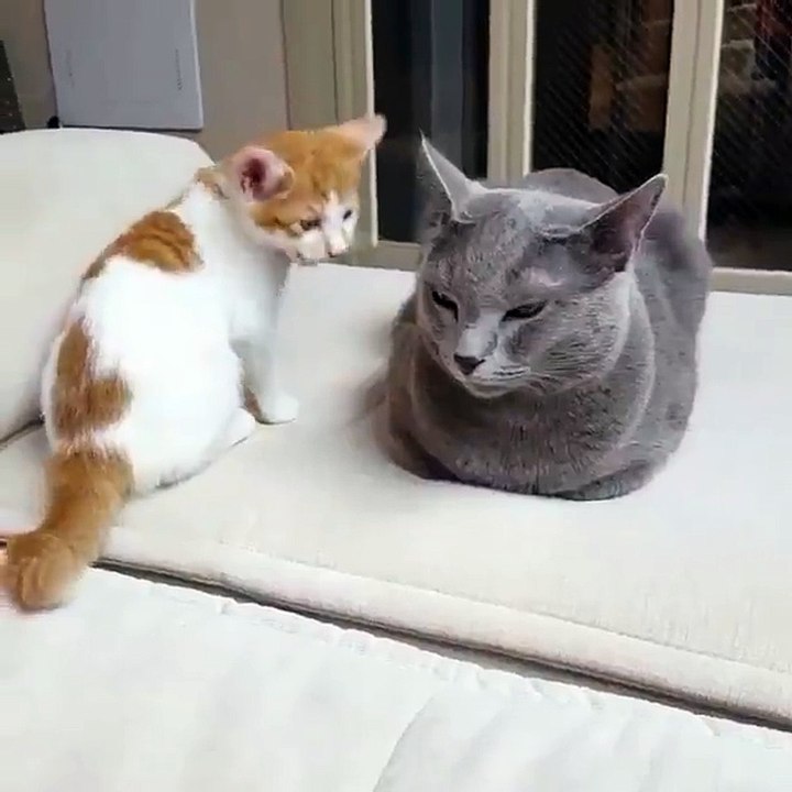 Funny animal 2016 - part 3