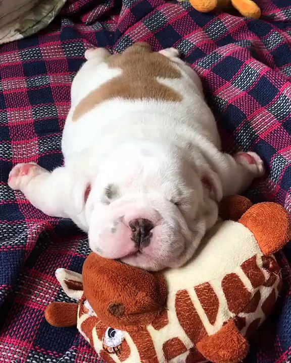 Funny animal 2016 - part 4