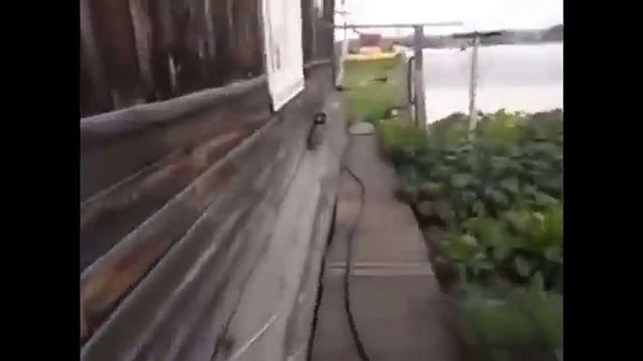 Funny animal 2016 - part 5