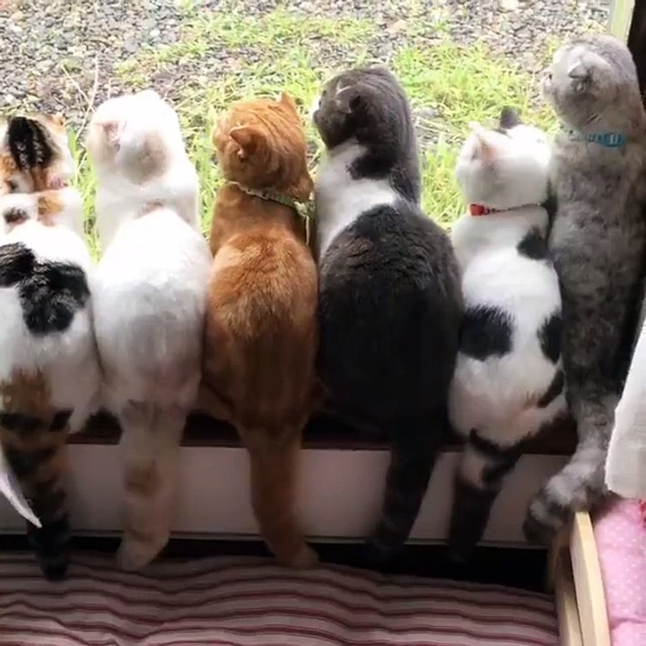Funny animal 2016 - part 8