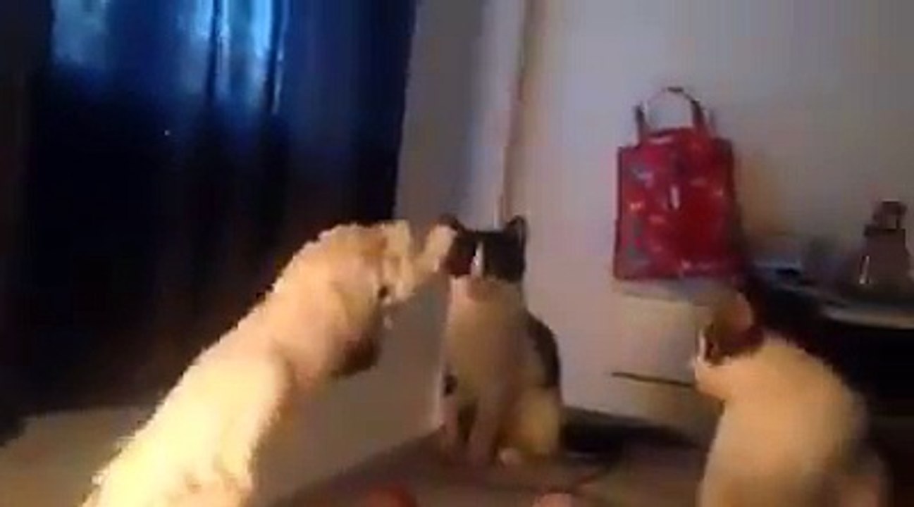 Funny animal 2016 - part 10