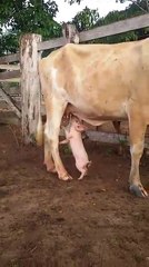 Piglet Drinking Milk From A Cow
