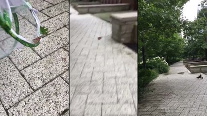 Elle relâche un papillon mais ca ne va pas finir comme prévu