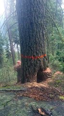 Lumberjack Runs Away as Tree Splits during Cut