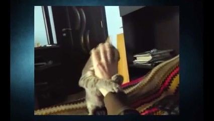 Funny Cats Video - Funny Cat Videos Ever- Funny Videos - Funny Animals Funny Animal Videos