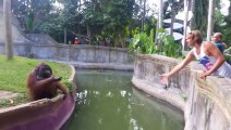 Faire des passes avec un Orang-outan dans un Zoo