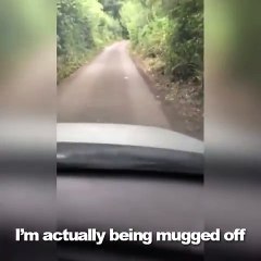 Guy Gets Mugged Off By Hilarious Pigeon