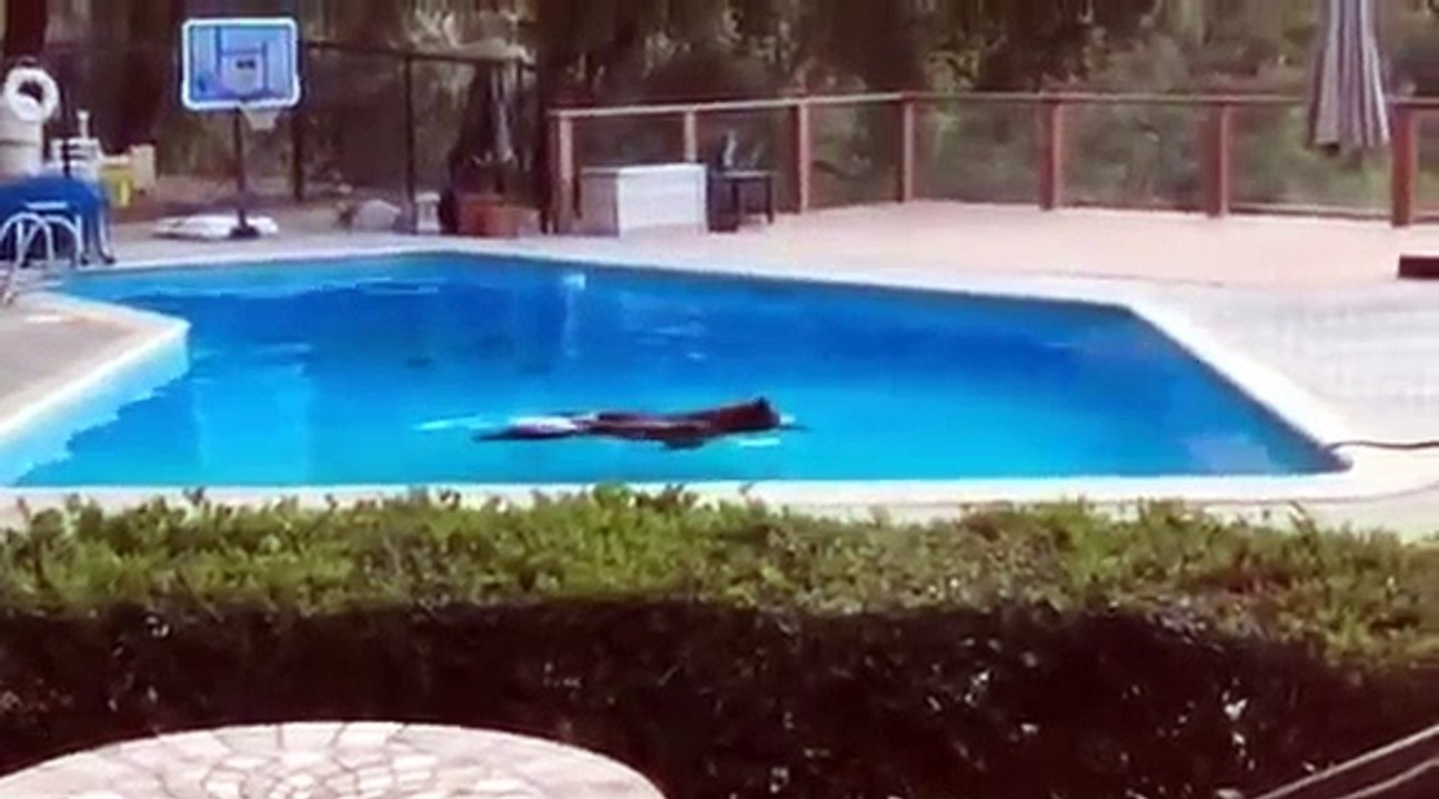 Swimming Bear Visits Arcadia Home