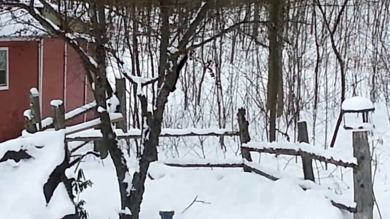 Un écureuil complètement bourré après avoir mangé des fruits pourris