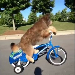 estos perros si que valen
