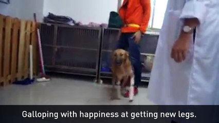Dog who lost legs in sword attack gets prosthetics