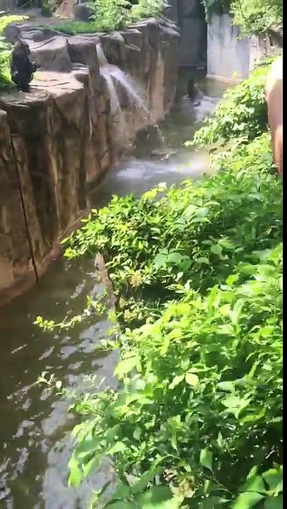 Un gorille de 17 ans abattu pour sauver la vie...