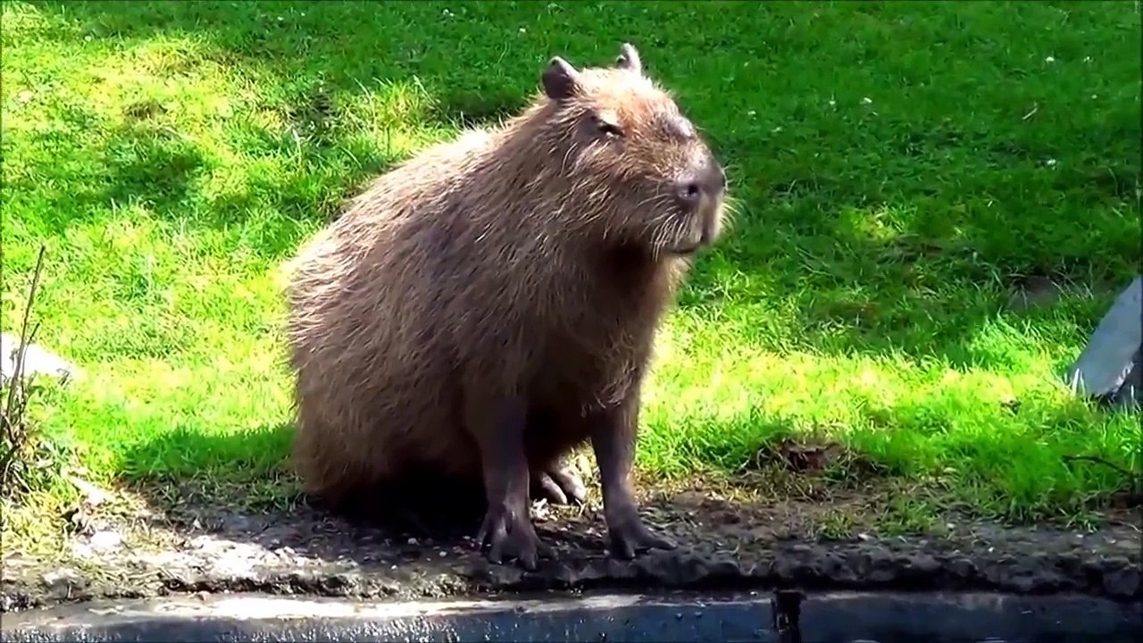 Largest Capybara Pet Ruby On Mix