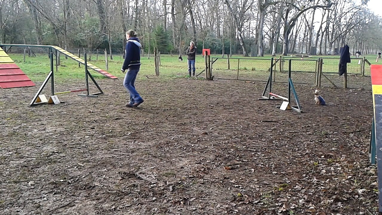 les débuts de java en agility à 8 mois