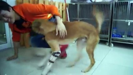 Dog who lost legs in sword attack gets prosthetics