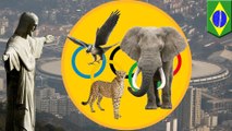 Animal Olympics: if the world’s animals held an Olympic Games, who would capture gold? - TomoNews